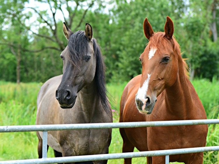 Body Condition Scoring and Weight Estimation of Horses